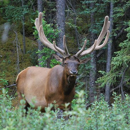 Celtic Haven Hotel Jasper National Park ภายนอก รูปภาพ
