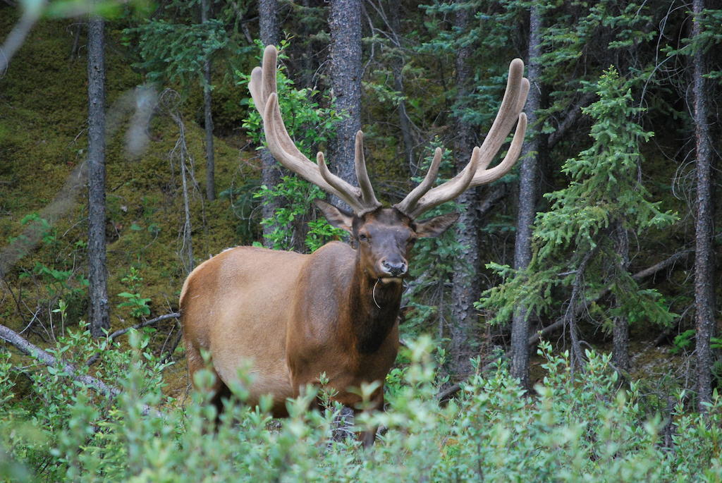 Celtic Haven Hotel Jasper National Park ภายนอก รูปภาพ