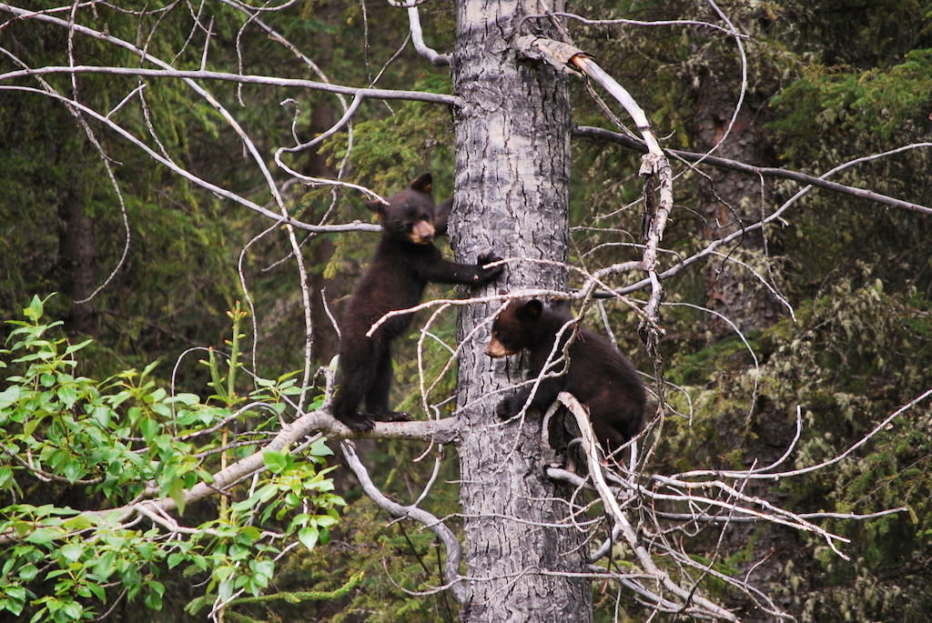 Celtic Haven Hotel Jasper National Park ภายนอก รูปภาพ